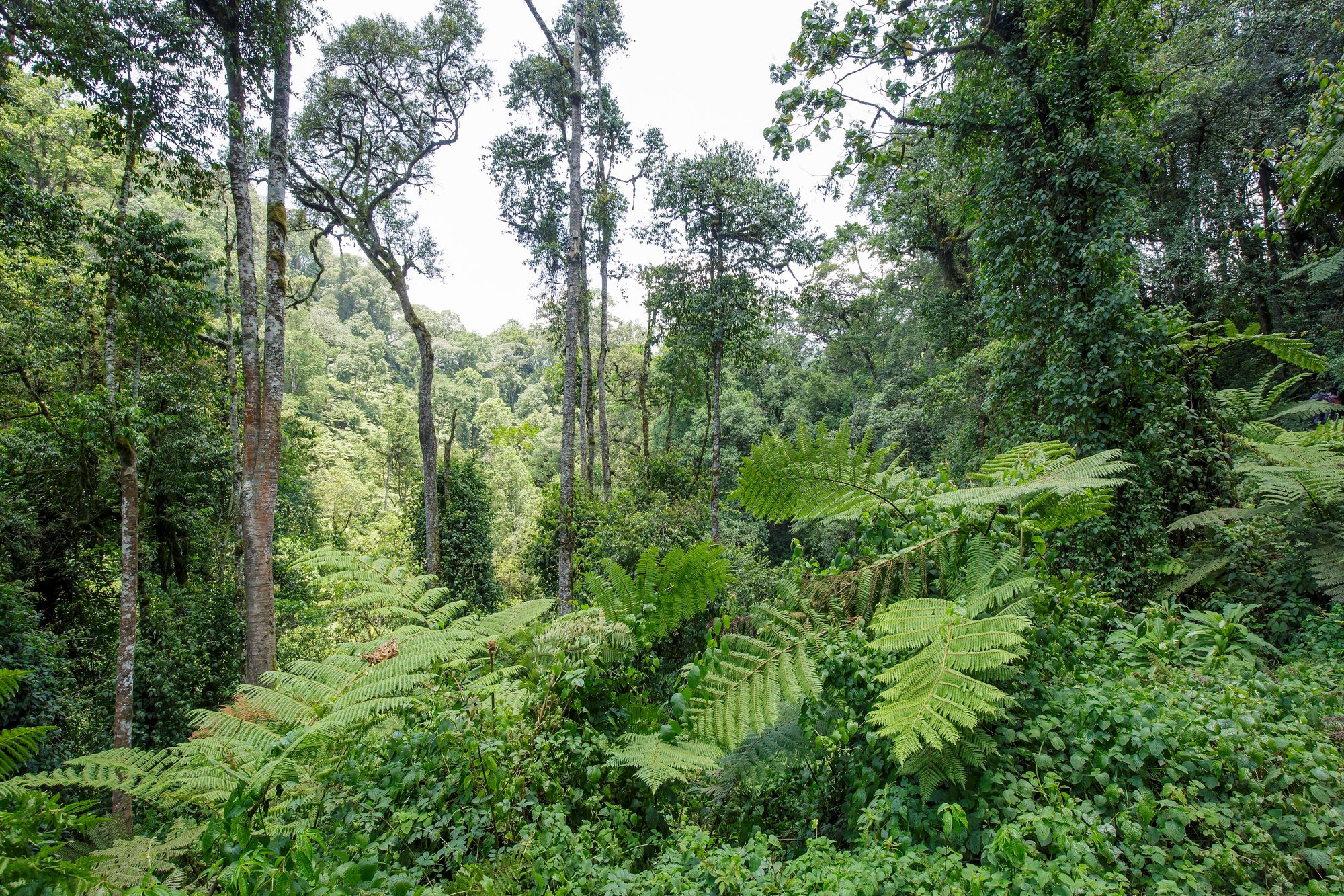Bosque impenetrable de Bwindi, Uganda
