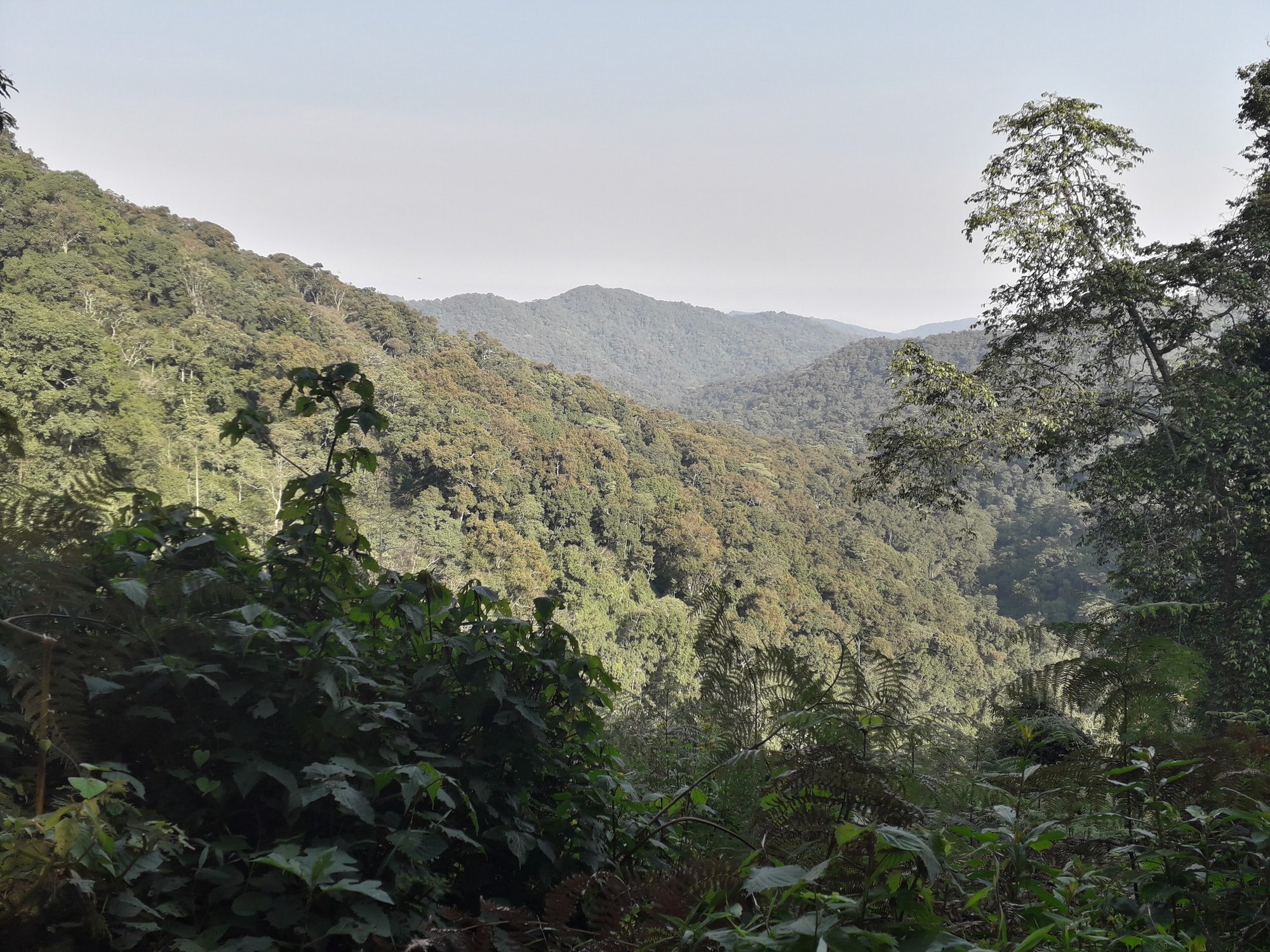 Bosque Impenetrable de Bwindi, Uganda