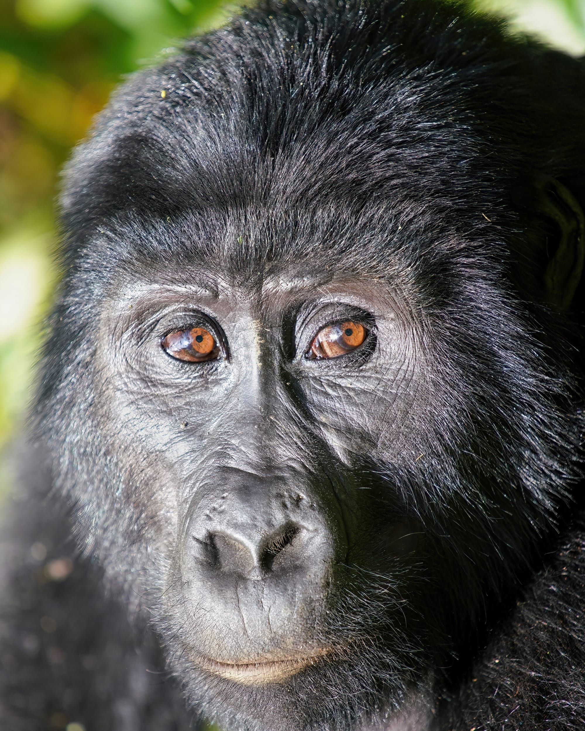 Bosque Impenetrable de Bwindi, Uganda