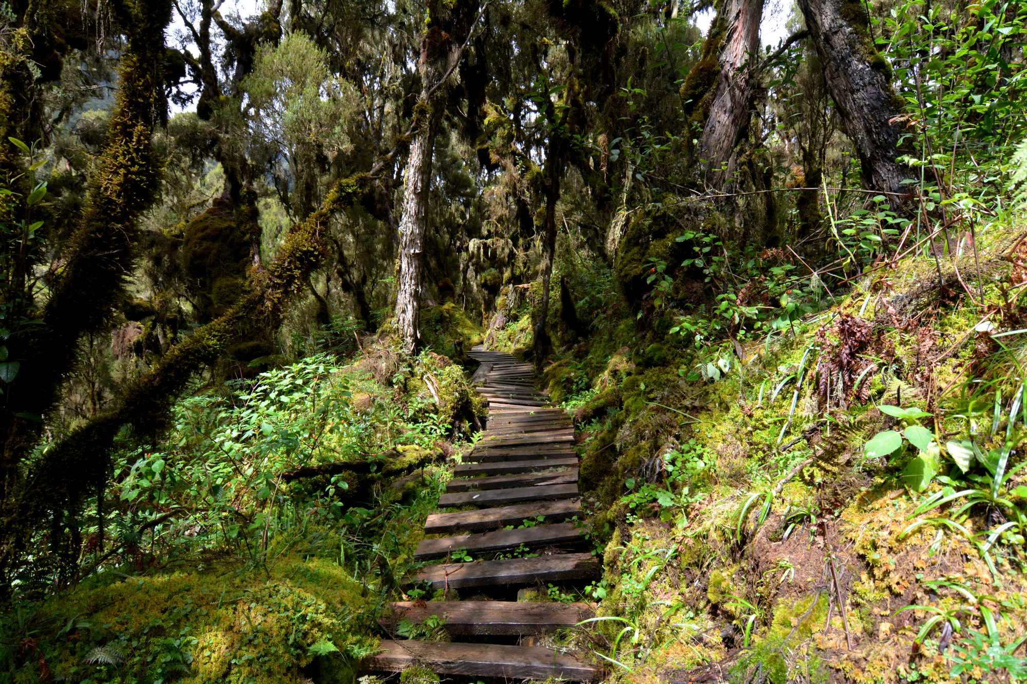 Holzsteg durch den Regenwald des Rwenzori